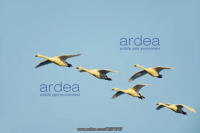 : Bewick's Swan - In Flight : Bewick's Swan - In Flight