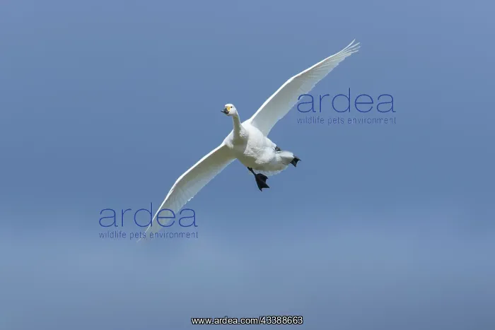 : Bewick's Swan flight : Bewick's Swan flight