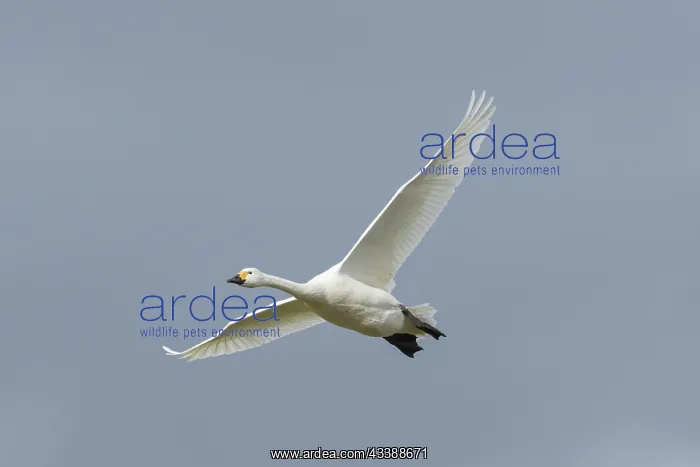 : Bewick's Swan flight : Bewick's Swan flight