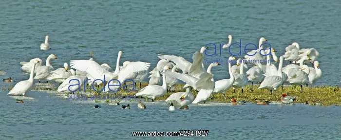 : Bewick's Swan - flock : Bewick's Swan - flock