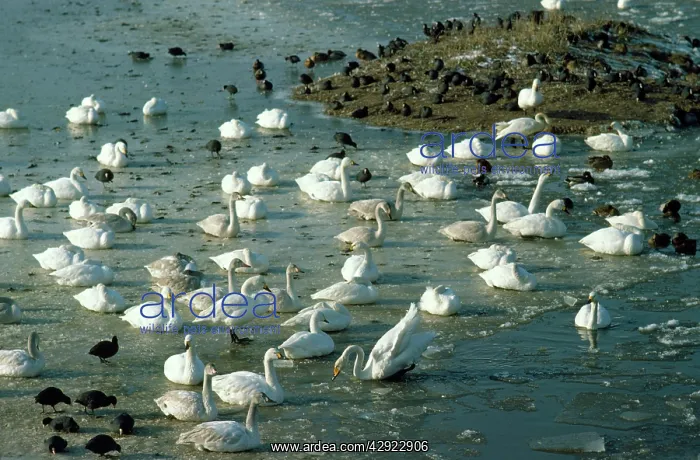 : Bewick's Swan - on frozen marshes : Bewick's Swan - on frozen marshes