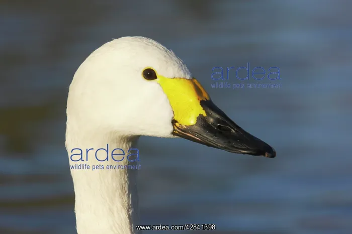 : Bewick's Swan - head shot : Bewick's Swan - head shot