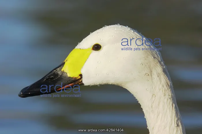 : Bewick's Swan - head shot : Bewick's Swan - head shot