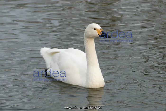 : Bewick's Swan on lake : Bewick's Swan on lake