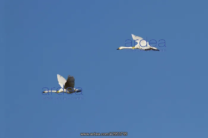 : Bewick's Swan - Pair of adult birds in flight wearing : Bewick's Swan - Pair of adult birds in flight wearing
