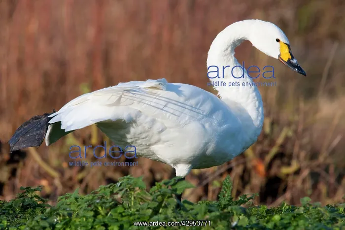 : Bewick's Swan - Single adult bird stretching : Bewick's Swan - Single adult bird stretching