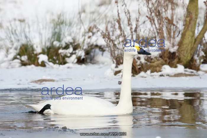 : Bewick's Swan - single adult bird swimming along : Bewick's Swan - single adult bird swimming along
