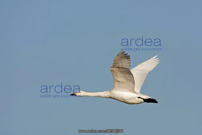 : Bewick's Swan - single in flight : Bewick's Swan - single in flight