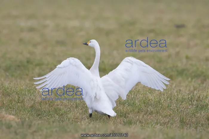 : Bewick's Swan, Tundra Swan - adult swan flapping : Bewick's Swan, Tundra Swan - adult swan flapping