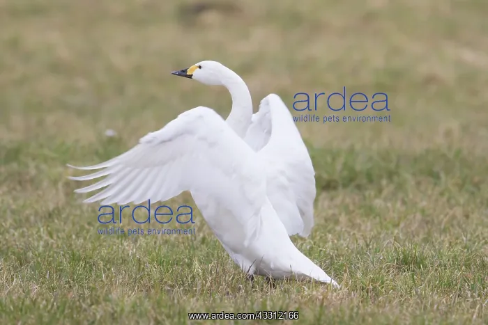 : Bewick's Swan, Tundra Swan - adult swan flapping : Bewick's Swan, Tundra Swan - adult swan flapping