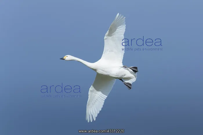 : Bewick's Swan, Tundra Swan - adult swan in flight - Germany : Bewick's Swan, Tundra Swan - adult swan in flight - Germany