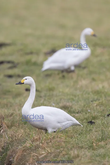 : Bewick's Swan, Tundra Swan - adult swan standing : Bewick's Swan, Tundra Swan - adult swan standing