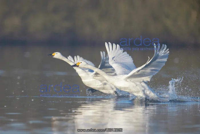: Bewick's Swan, Tundra Swan - adult swans starting : Bewick's Swan, Tundra Swan - adult swans starting