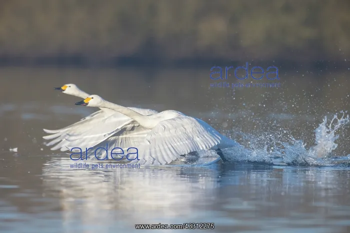 : Bewick's Swan, Tundra Swan - adult swans starting : Bewick's Swan, Tundra Swan - adult swans starting