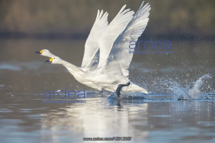 : Bewick's Swan, Tundra Swan - adult swans starting : Bewick's Swan, Tundra Swan - adult swans starting