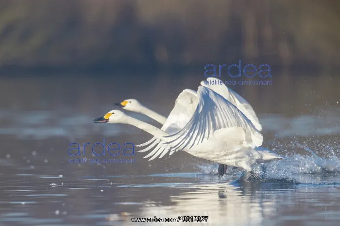 : Bewick's Swan, Tundra Swan - adult swans starting : Bewick's Swan, Tundra Swan - adult swans starting