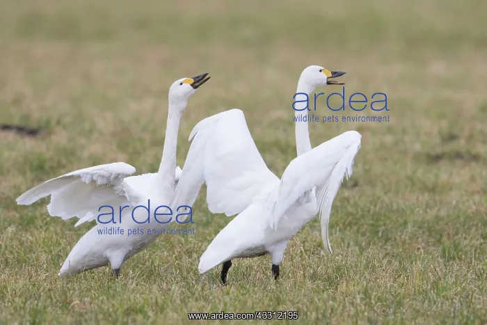 : Bewick's Swan, Tundra Swan - displaying swan pair - Germany : Bewick's Swan, Tundra Swan - displaying swan pair - Germany