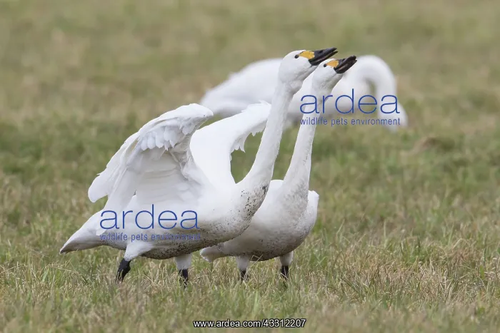 : Bewick's Swan, Tundra Swan - displaying swan pair - Germany : Bewick's Swan, Tundra Swan - displaying swan pair - Germany
