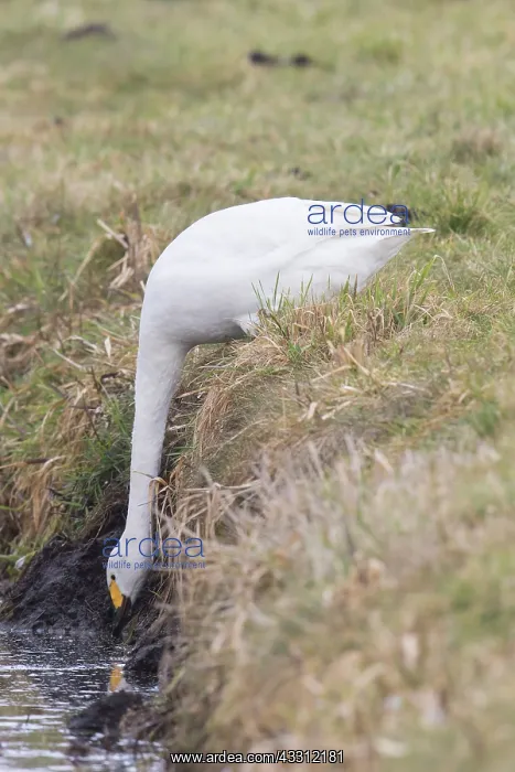 : Bewick's Swan, Tundra Swan - drinking swan - Germany : Bewick's Swan, Tundra Swan - drinking swan - Germany