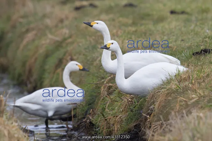 : Bewick's Swan, Tundra Swan - resting flock - Germany : Bewick's Swan, Tundra Swan - resting flock - Germany