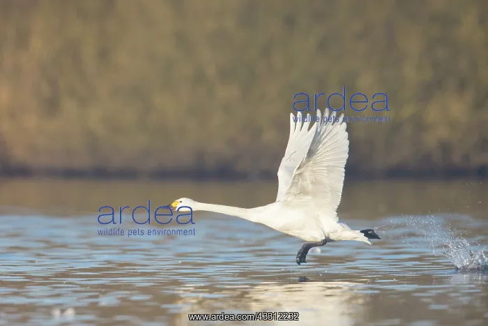 : Bewick's Swan, Tundra Swan - swan taking off from : Bewick's Swan, Tundra Swan - swan taking off from