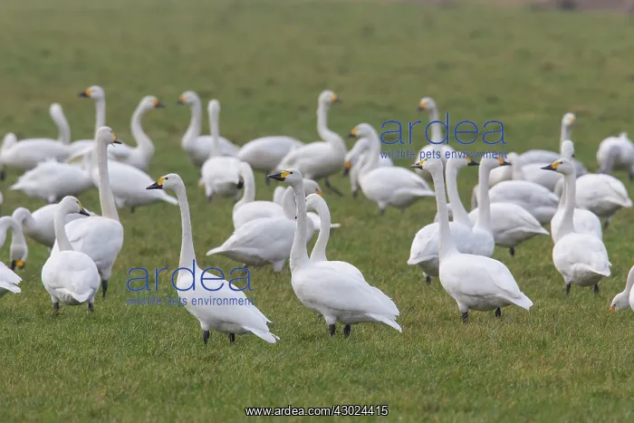 : Bewick's Swans Bewick's / Tundra Swan swans on meadow : Bewick's Swans Bewick's / Tundra Swan swans on meadow