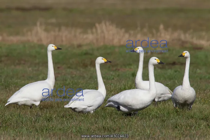 : Bewick's Swans Bewick's / Tundra Swan swans on meadow : Bewick's Swans Bewick's / Tundra Swan swans on meadow