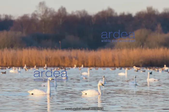 : Bewick's Swans water : Bewick's Swans water
