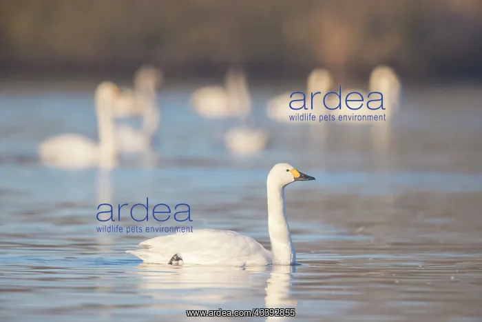 : Bewick's Swans water : Bewick's Swans water