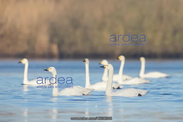 : Bewick's Swans water : Bewick's Swans water