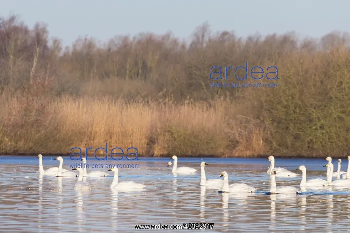: Bewick's Swans water : Bewick's Swans water
