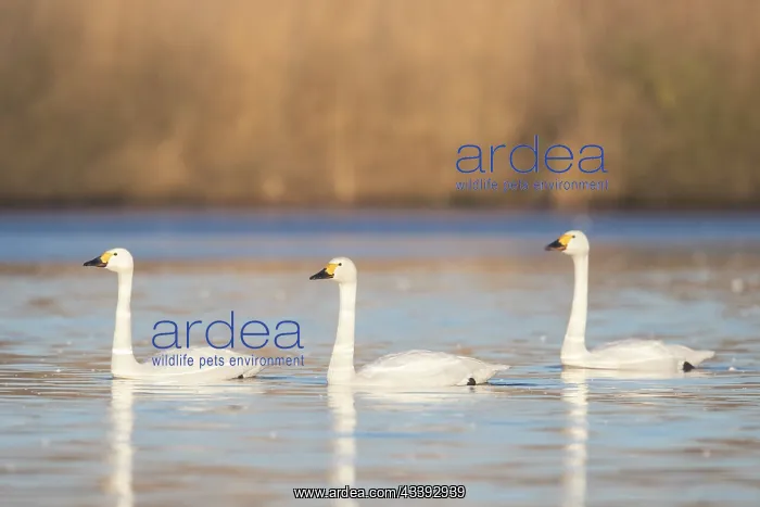 : Bewick's Swans water : Bewick's Swans water