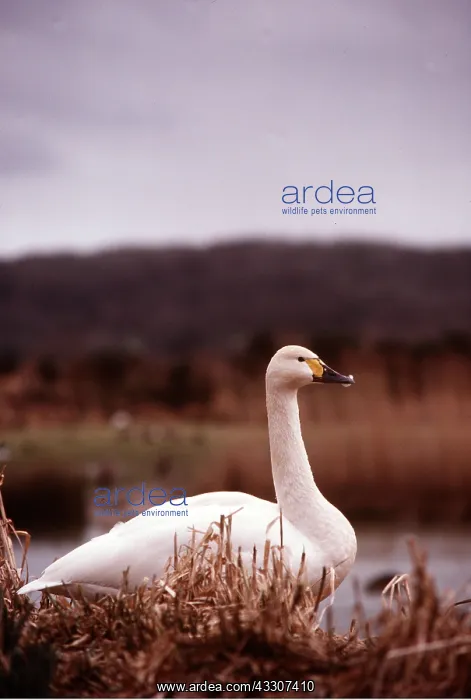 : Bewick's / Tundra / Whistling SWAN : Bewick's / Tundra / Whistling SWAN