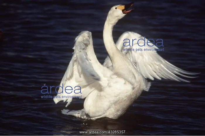 : Bewick's / Tundra / Whistling SWAN - flapping wings : Bewick's / Tundra / Whistling SWAN - flapping wings