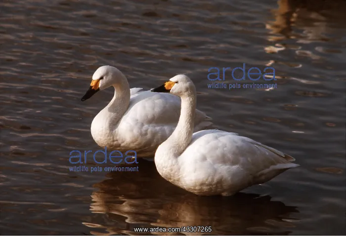 : Bewick's / Tundra / Whistling SWAN - pair on water : Bewick's / Tundra / Whistling SWAN - pair on water