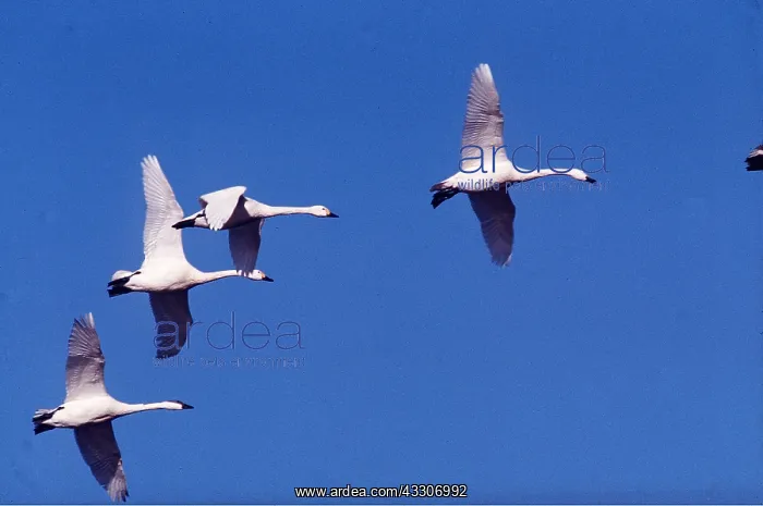 : Bewick's / Tundra / Whistling SWANS - four in flight : Bewick's / Tundra / Whistling SWANS - four in flight