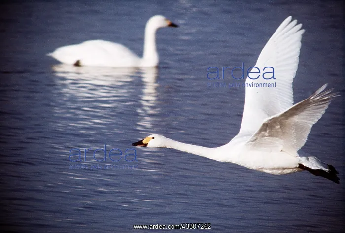 : Bewick's / Tundra / Whistling SWANS - one in flight : Bewick's / Tundra / Whistling SWANS - one in flight