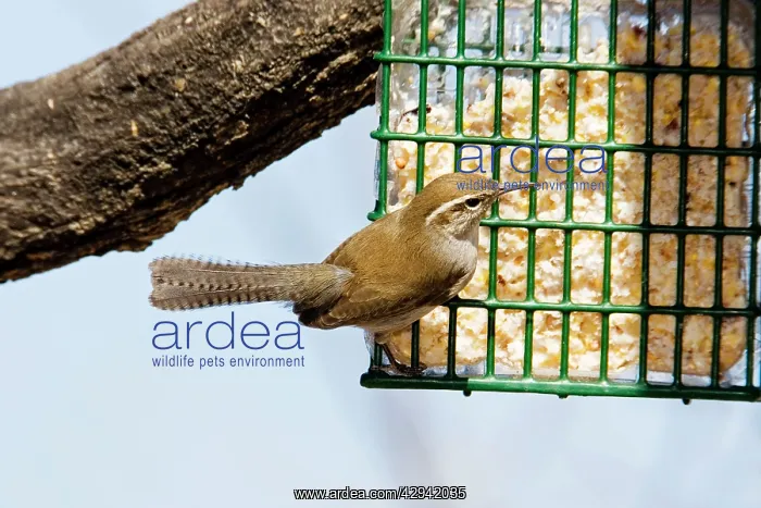  : Bewick's Wren