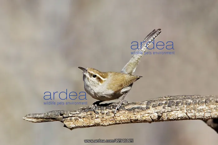  : Bewick's Wren