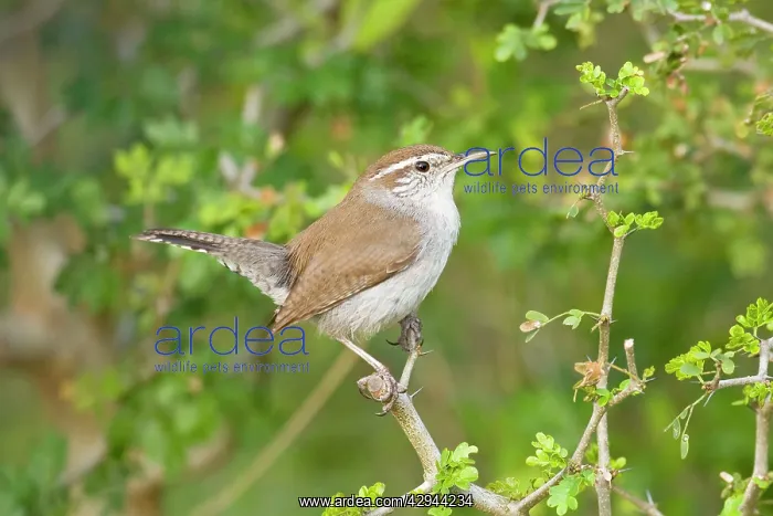 : Bewick's Wren : Bewick's Wren