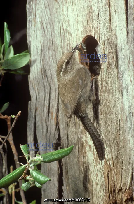 : Bewick's Wren : Bewick's Wren