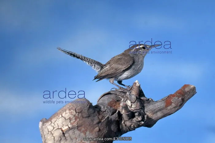 : Bewick's Wren : Bewick's Wren