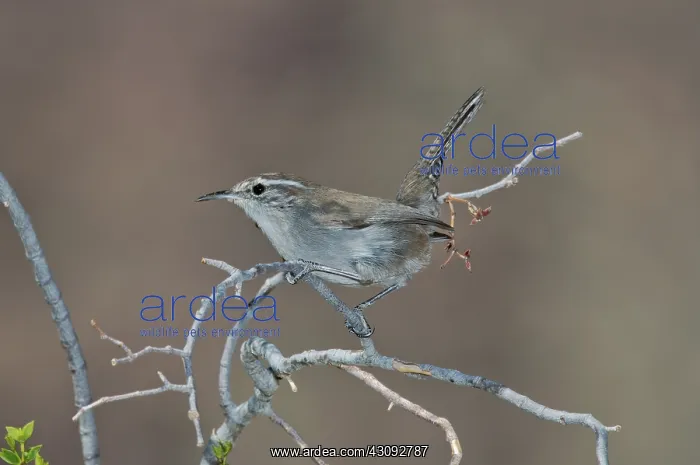 : Bewick's Wren in tree : Bewick's Wren in tree