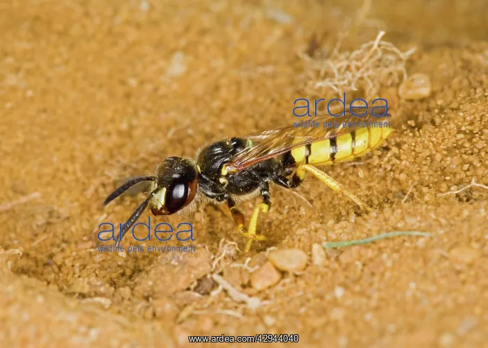 : Bewolf / bee killer wasp - digging nest hole : Bewolf / bee killer wasp - digging nest hole