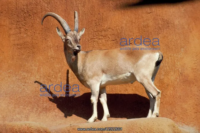 : Bezoar Goat : Bezoar Goat
