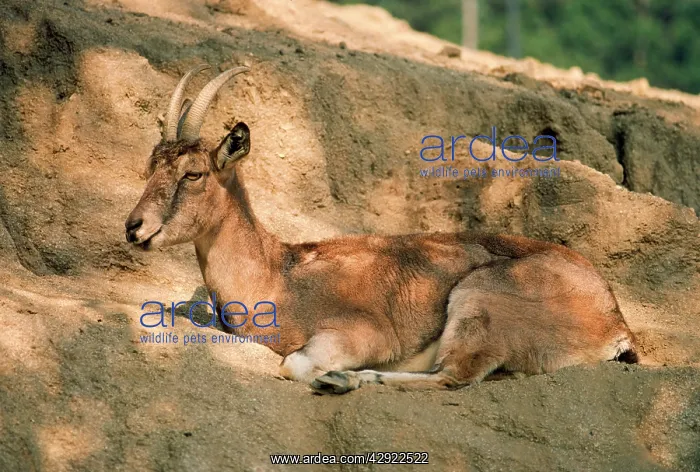 : Bezoar Goat - female : Bezoar Goat - female