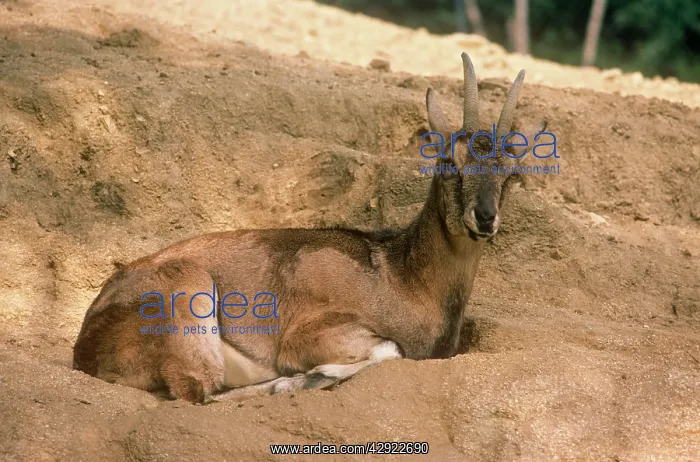 : Bezoar Goat - female : Bezoar Goat - female