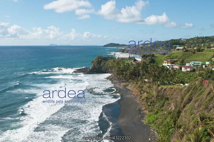 : Biabou, St. Vincent and the Grenadines : Biabou, St. Vincent and the Grenadines