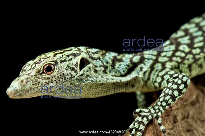 : Biak tree monitor (Varanus kordensis) : Biak tree monitor (Varanus kordensis)