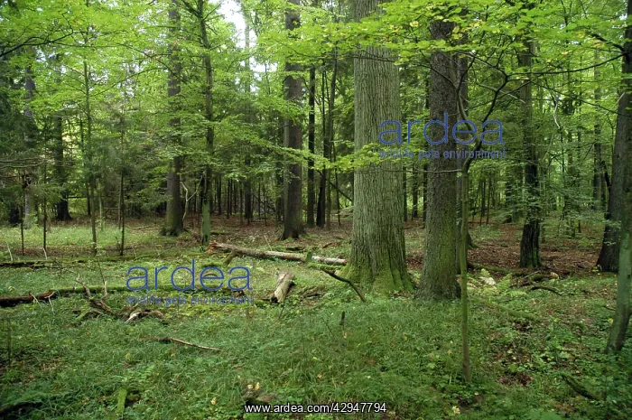 : Bialowieza primaeval forest, Poland : Bialowieza primaeval forest, Poland
